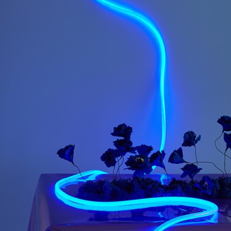 Lampe néon LED FLEX TUBE Silicone bleu 5m