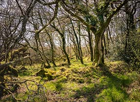 Projet Biodiversité Ecotree